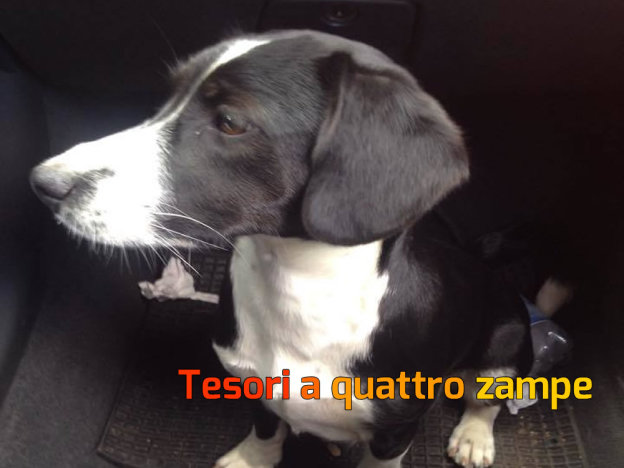 cane_femmina_guardianodellombra