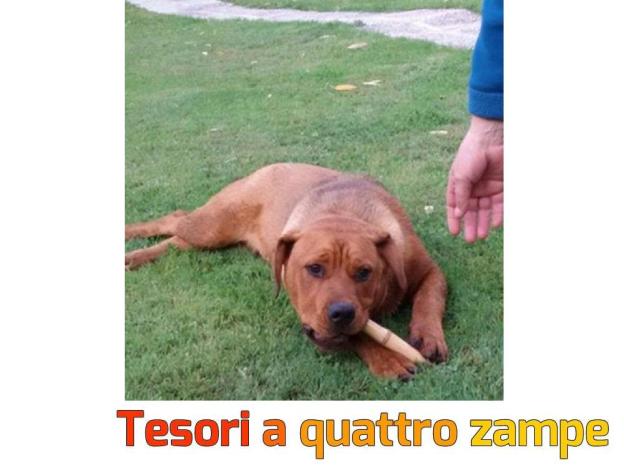 cane_gigante_rosso