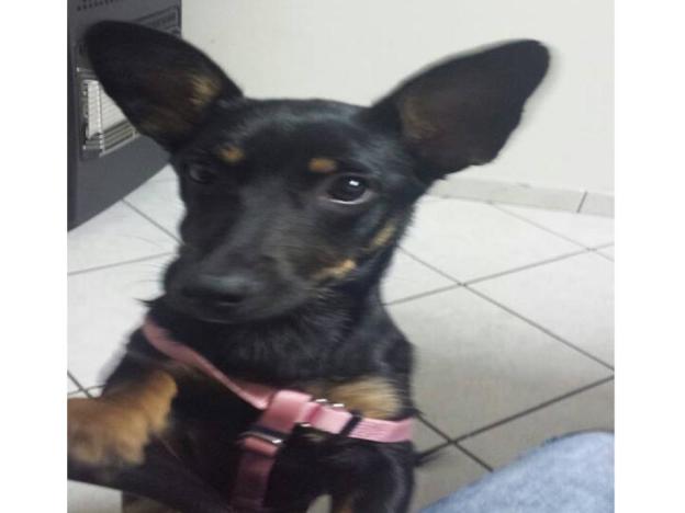 cane_jasmine_napoli