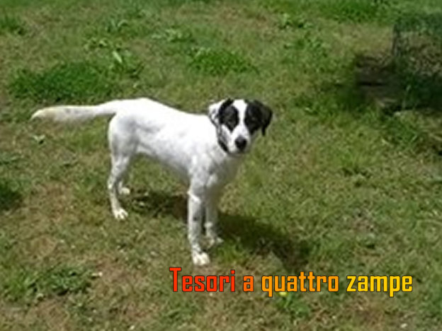 cane_kucky2