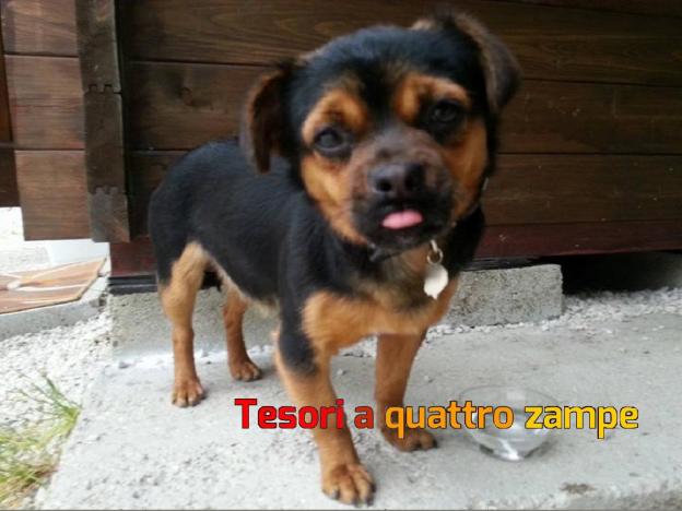 cane_laghetto_adottata