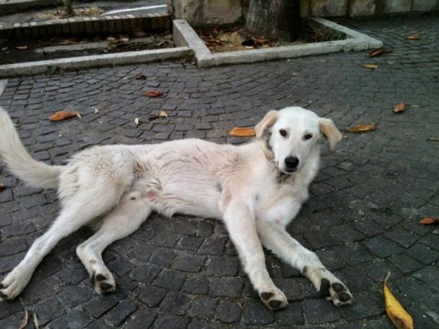 cane_magro_fiano_romano