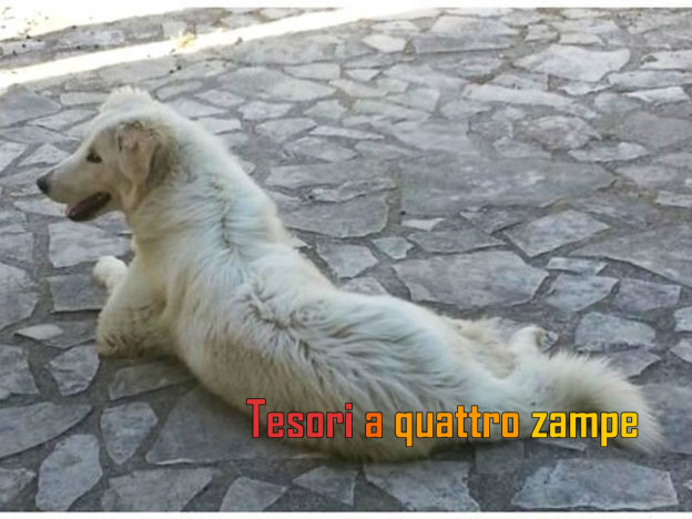 cane_maremmana_pasqualina_e_friends