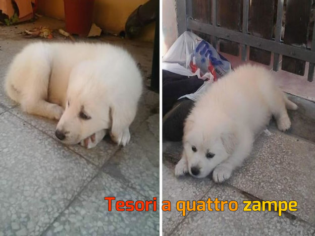 cane_maremmano_cucciolo_pasqualina