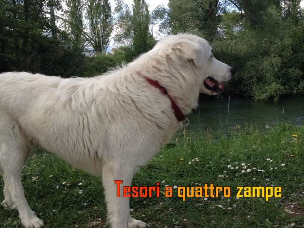 cane_maremmano_giorlandina