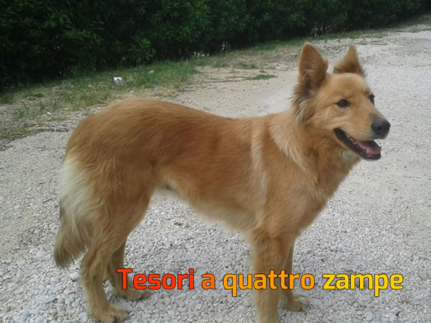 cane_nazzano