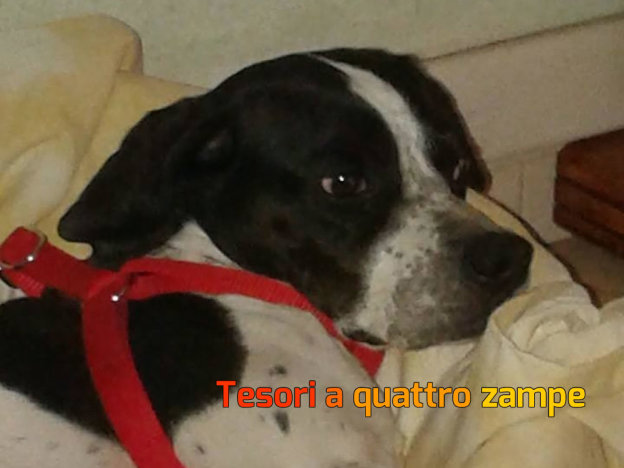 cane_ondina