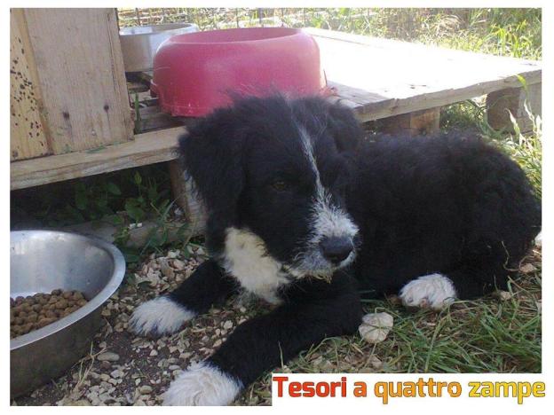 cane_paco_rifugio