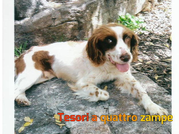 cane_pasqualina_friends_da_adottare2
