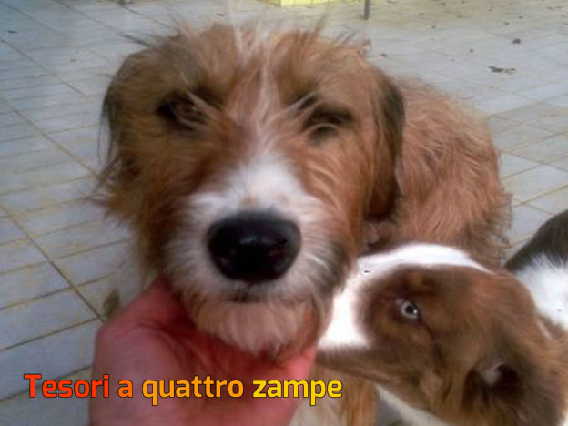 cane_roma_e_numa