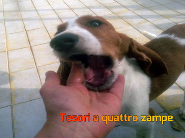 cane_romolo