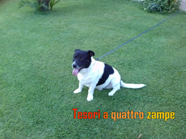 cane_scandriglia