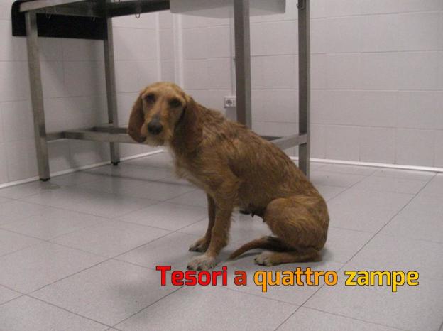 cane_segugia_veterinari