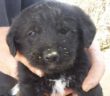 cane_simil_lagotto_elisa_2