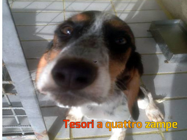 cane_tullia