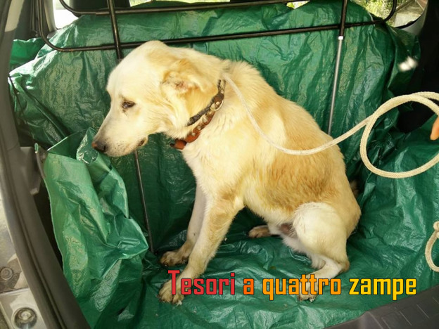 cane_wolf2