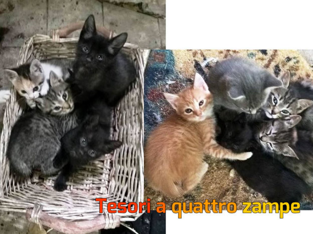 gatti_cuccioli12