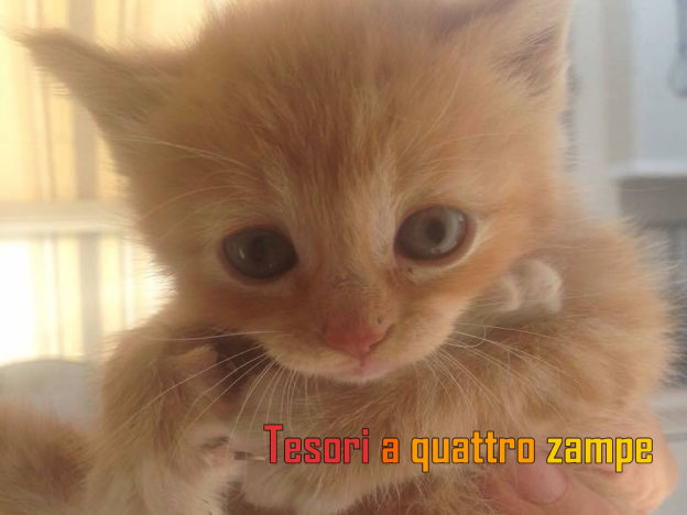 gatto_andrea