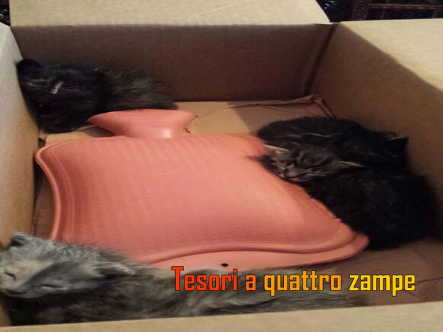 gatto_castelfranco_cassonetto