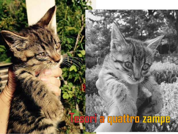 gatto_cenerino_e_ambrogio