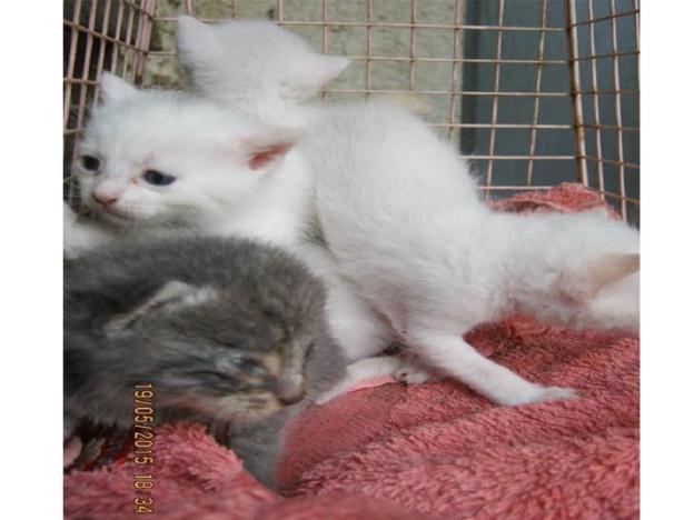 gatto_cuccioli_gattodangora