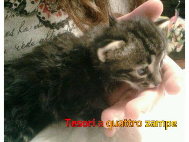 gatto_cucciolo_kiara