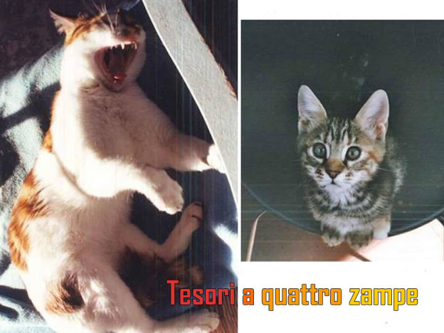 gatto_fiocco_e_dodu