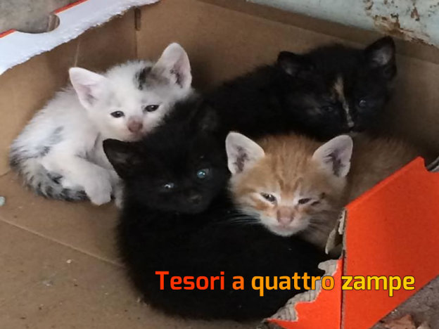 gatto_gatti_rieti_condominio