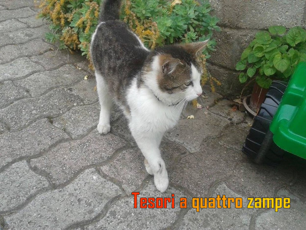 gatto_padrona_spenk