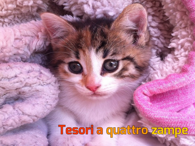 gatto_pascale2