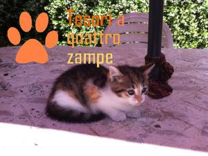 gatto_pascale22