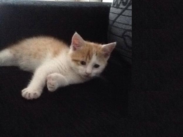 gatto_rosso_bianco