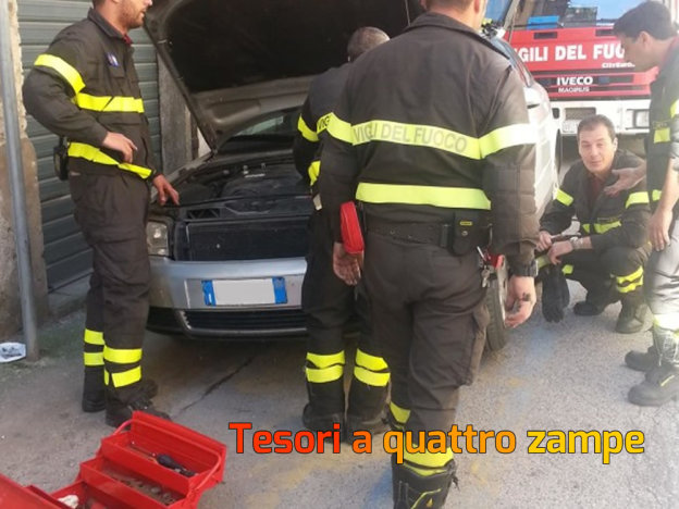 gatto_salvato_dai_vigili_del_fuoco_rieti