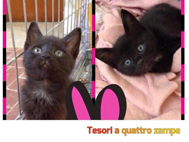 gatto_sorelle_feline
