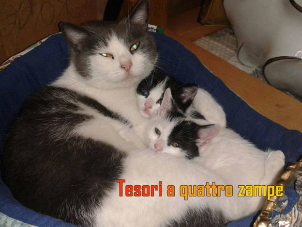 gattox2_morbiditesoririeti