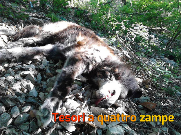 lupo_morto_terminillo