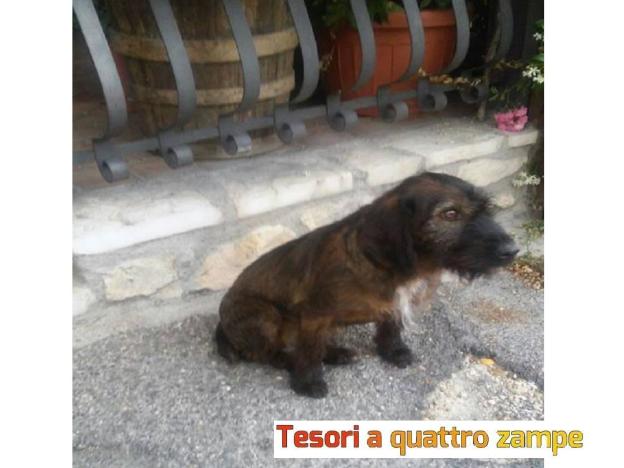 Cane_piccolo_greccio