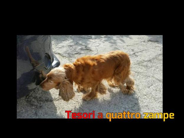 cane_acquaviva