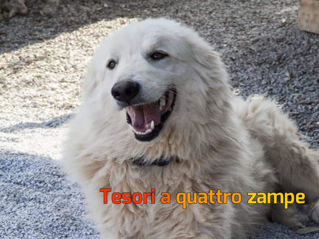 cane_amos