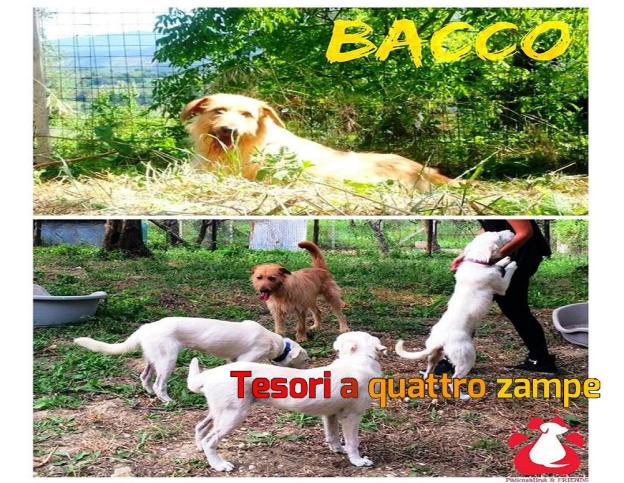 cane_bacco