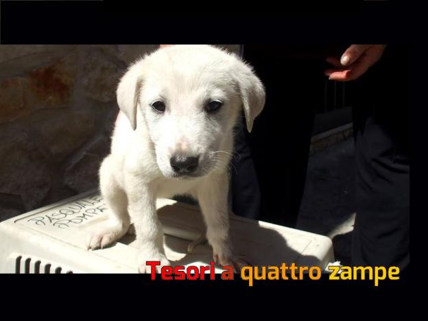 cane_bianchina