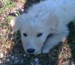 cane_bianco_adifiocco_