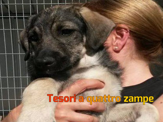 cane_bianco_nero_amicidifiocco