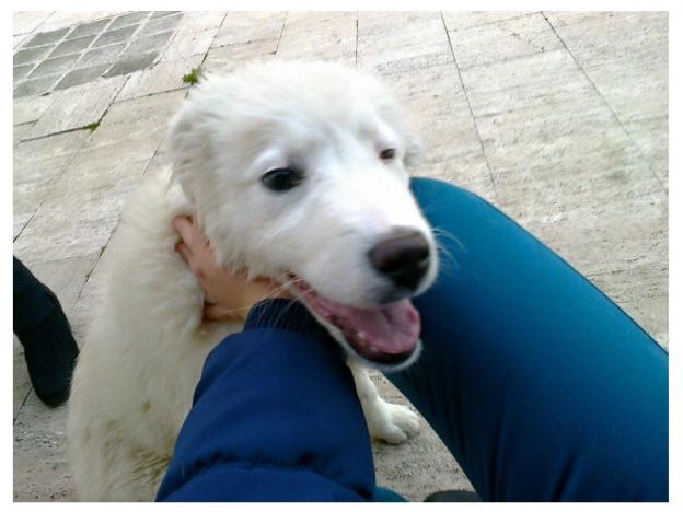 cane_bianco_smarirto_rieti