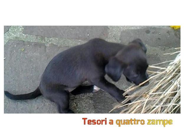 cane_black2
