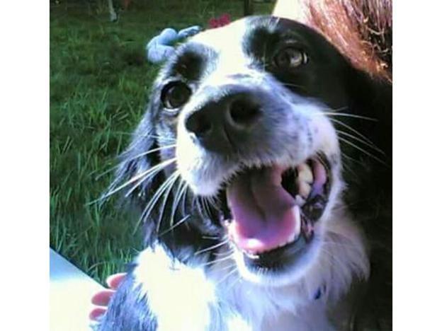 cane_bretoncina_fiano_romano