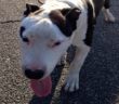 cane_bull_terrier_abbandonato_zona_settecamini