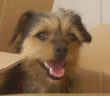 cane_cagnolina_indy_smarrita_