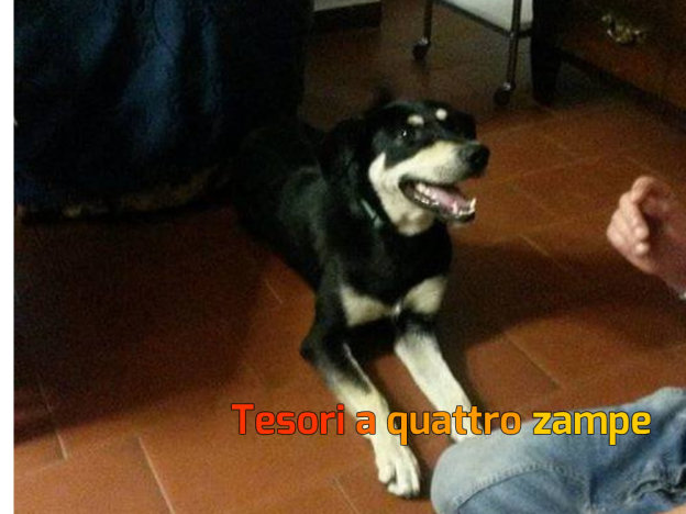 cane_cagnolino_adif