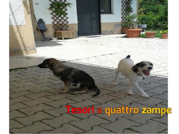 cane_cani_adottati_demethra
